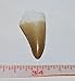 Mosasaur Tooth Fossil w/ COA (M) 1-1 1/2 Inch Dinosaur Age Teeth 4o