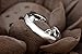 Cute Animals Club Adjustable Ring for Women - Sterling Silver Rings for Women, Wrap Around Rings for Women Sterling Silver, Knuckle Rings for Women Sterling Silver, Cute Rings for Women