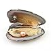 Oyster Pearl Wholesale Freshwater Cultured Pearl Inside Oyster with Necklace Oyster Pearl Bulk Love Wish Pearl for Jewelry Making with 6.5-7.5mm Round Pearls Inside (10 PCS/lot)