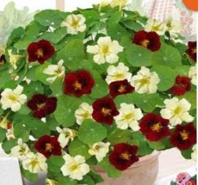 KOUYE GardenSeeds- Nasturtium flowerseeds Ornamental Hardy Perennial Nasturtium Flower Mix for Balcony, Garden