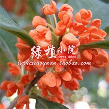 Amazon Co Jp 種子パッケージ 6 キンモクセイ花の種苗鉢植えの植物の種子のきんもくせい辰砂桂フラグランス10種 ホーム キッチン