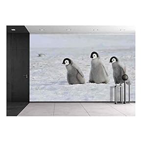 Emperor Penguin Chicks Snow Hill, Antarctica 2010 on The Icebreaker Kapitan Khlebnikov - Removable Wall Mural | Self-Adhesive Large Wallpaper - 66x96 inches