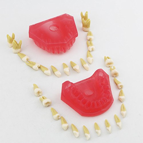 6 Dentalmall%25C2%25AE+Dental+Demonstration+teeth+Model