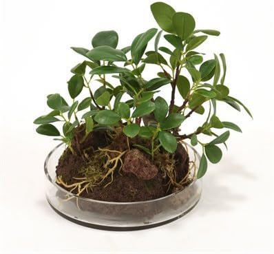 Silk Small Ficus Bonzai Tree Garden in Vase