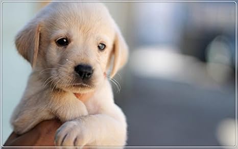 Amazon.com : Cute-puppy-dog-pet-face-hand Postcard Post card ...
