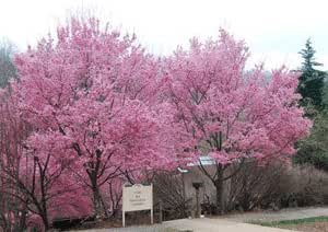 Amazon Com Pixies Gardens 5 Gallon Okame Cherry Tree Standout Tree Beautiful Pink Profusion Blooms During The Cherry Blossom Festivals Patio Lawn Garden