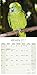 Amazon Parrot Calendar - Parrot Calendar - Bird Calendars - Calendars 2016 - 2017 Wall Calendars - Monthly Wall Calendar by Avonside