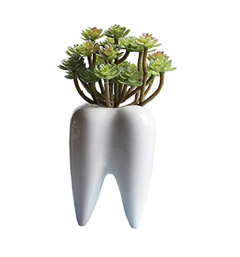 Youfui Home Decor Pot, Succulent Planter Flowerpot Decor for Home Office Desk (Larger Tooth)