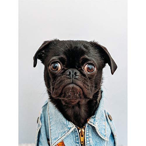 Deluvio Pug Puppy Dog in Jacket Canvas Wall Art Print