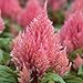 Outsidepride Celosia Salmon - 500 Seeds