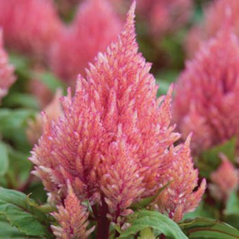 Outsidepride Celosia Salmon - 500 Seeds Outsidepride Celosia Salmon - 500 Seeds