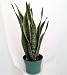 Snake Plant, Mother-In-Law's Tongue - Sanseveria yellow - 4" Pot -unique from jmbamboo