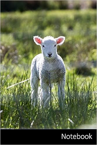 Notebook Agneau Animaux De Bebe Mouton Animaux Carnet Journal Livre D Ecriture Calepin Agenda Notes 6 X 9 Pouces 15 24 X 22 86 Cm 110 Pages Surface Brillante Carnet De Notes Idees Cadeaux Amazon Com Books