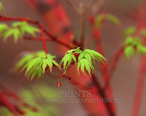 Coral Bark Japanese Maple Tree artwork in red and green. A nature photography print. Custom Fine Art Photograph home décor print.