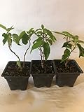 3 Kiwi Plants, 2 Kens Red and 1 Hardy Male Pollinator Each in Their Own Pot