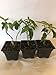 3 Kiwi Plants, 2 Kens Red and 1 Hardy Male Pollinator Each in Their Own Pot