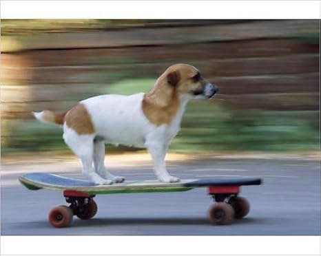 Amazon 犬の写真印刷 ジャックラッセル テリアスケートボード アートフレーム ポスター オンライン通販