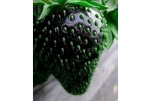 Indoor Plants Strawberry Seed & Rare Color Strawberry Seeds Fruit Seed for Garden Seed 100pcs - (Color: Black) : Seeds in The