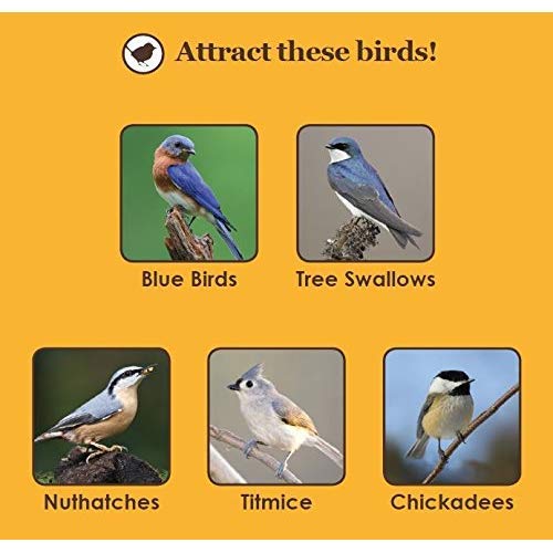Wild Wings Cedar Blue Bird Box - Image 9
