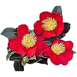 Yuletide Red Camellia Sasanqua - Live Plant- Trade Gallon Pot