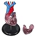 Budget Life-size Heart Model #CH7 by Anatomical Chart Co