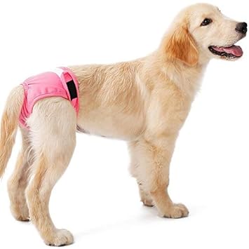Dog accessories amazon india Clearance