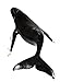 Safari Ltd. Humpback Whale Figurine - Lifelike 14