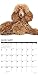 Just Toy & Miniature Poodles 2019 Wall Calendar (Dog Breed Calendar)