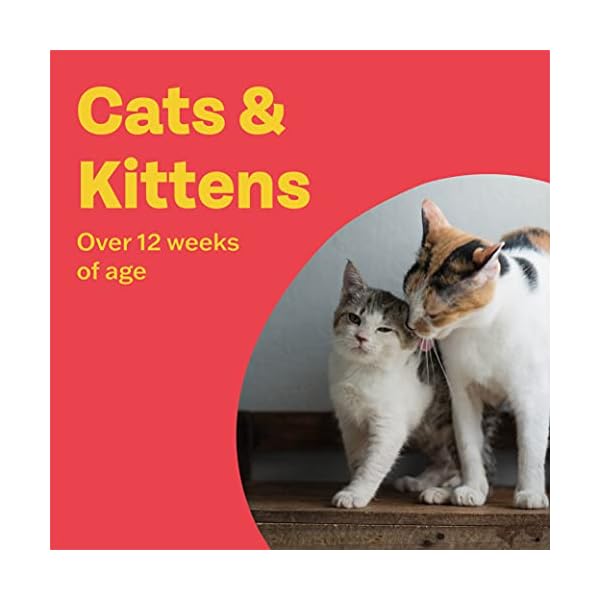 Bob Martin Clear | Cat Wormer Tablets, Suitable for Kittens | Clinically Proven Effective Treatment (2 Tablets)