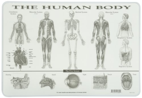 Painless Learning Human Body Placemat - //medicalbooks.filipinodoctors.org