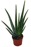 Set Da 3 Sansevieria Trifasciata (lingua Di Suocera) In Vaso Da 9cm, Altezza 20-25cm, Pianta Facile Per Ufficio E Casa - 2
