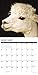 Alpacas 2020 Wall Calendar