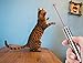 Undercut Innovations Professional Laser Pointer Cat Toy and Training Tool, Free USB Charging Cable Included Interactive LED Light with 3 Settings