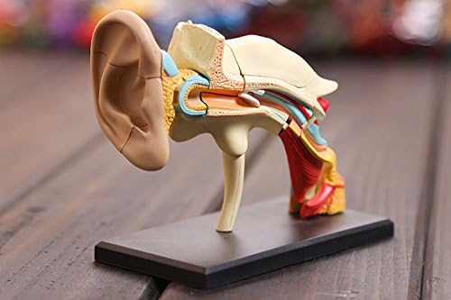 4D Ear Skeleton Anatomical Model Anatomy