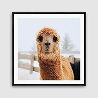 Framed Canvas Wall Art Alpaca Canvas Prints Home Artwork Decoration for Living Room,Bedroom - 16x16 inches