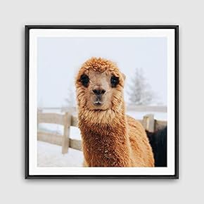 Framed Canvas Wall Art Alpaca Canvas Prints Home Artwork Decoration for Living Room,Bedroom - 16x16 inches