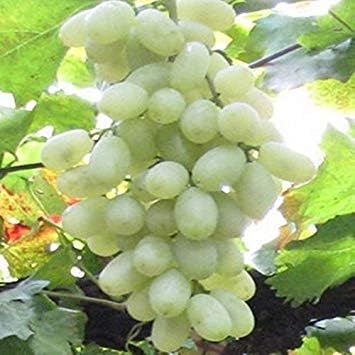 VISTARIC New Arrival!Miniature Grape Vine Seeds, Patio Syrah, Vitis Vinifera, Houseplant, 50 PCS/Pack, Fruit Bonsai Seeds, EG0W1C