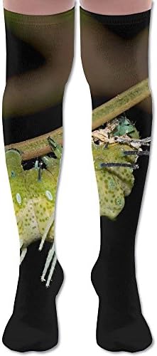 XHjdszfhso226 NEW Green Caterpillar Spring Women Knee Warm Leggings Socks - Men's Sports Socks