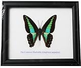 FRAMED REAL BEAUTIFUL THE COMMON BLUEBOTTLE BUTTERFLY DISPLAY INSECT TAXIDERMY 5