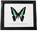 FRAMED REAL BEAUTIFUL THE COMMON BLUEBOTTLE BUTTERFLY DISPLAY INSECT TAXIDERMY 5"X5"X1"