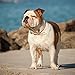 Bulldogs 2019 16 Month Wall Calendar 12 x 12 Inches