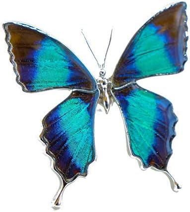 Amazon ドクソコパチェルビナ 本物の蝶の翅 アゲハ蝶デザインリング フリーサイズ Psyche Zps002r Gr リング 通販