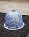 Medium Garden Cloches, Set of 6