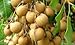 10 Longan Seeds, Fruit Seeds