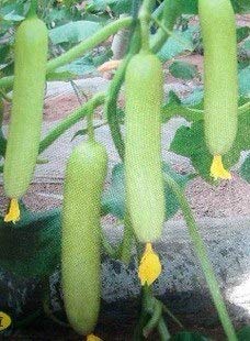 Plentree Chaise Yellow Bonsai 20 pcs Green Vegetable Bonsai