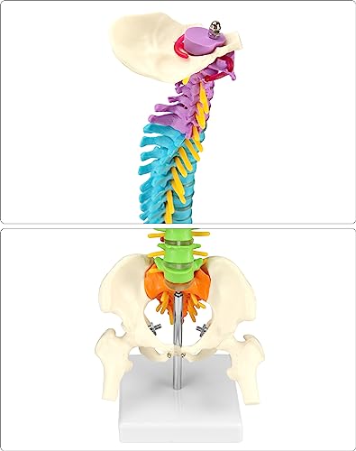 QWORK Flexible Human Spine Model with Spinal Nerves Pelvis and Thighs, Vertebral Column Anatomical Model for Medical Learning Researching Display, 45 cm / 18