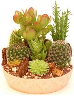 Medium Cactus Garden - Live Plant - Low Maintenance Plant - Green Gift - Cut Flower Alternative - Desert Plant - Succulent Mix - Ships fast via 2-Day Air