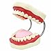 SMKF Large Anatomical Teeth Models - Dentist Teaching Oral Hygiene Model 8.66 * 5.9 * 5.5 inches
