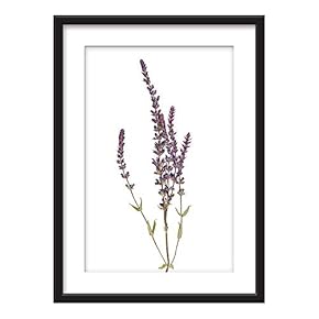 Framed Wall Art - Hand Dranw Purple Plant Specimen - Giclee Printed Art in Black Picture Frames White Matting - 23x31 inches