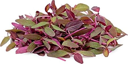 Creative Farmer Vegetable Seeds Indian Spinach Seeds - Amaranthus(Red) Seeds Microgreens Seeds Terrace Gardening Home Garden Seeds